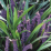 Liriope muscari.png